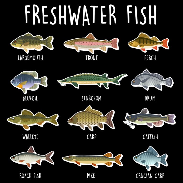 Freshwater Fish City Backpack