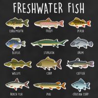 Freshwater Fish Adult Drive Performance Visor