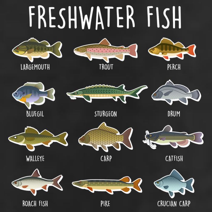 Freshwater Fish Adult Drive Performance Visor