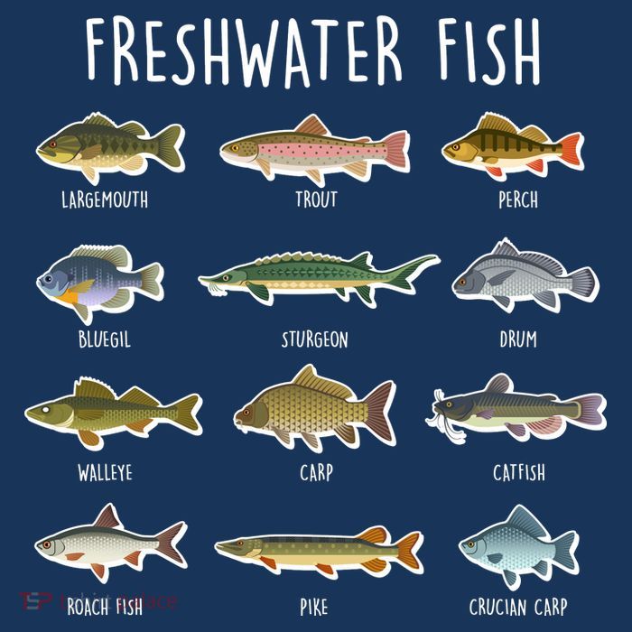Freshwater Fish 16 in Basic Backpack