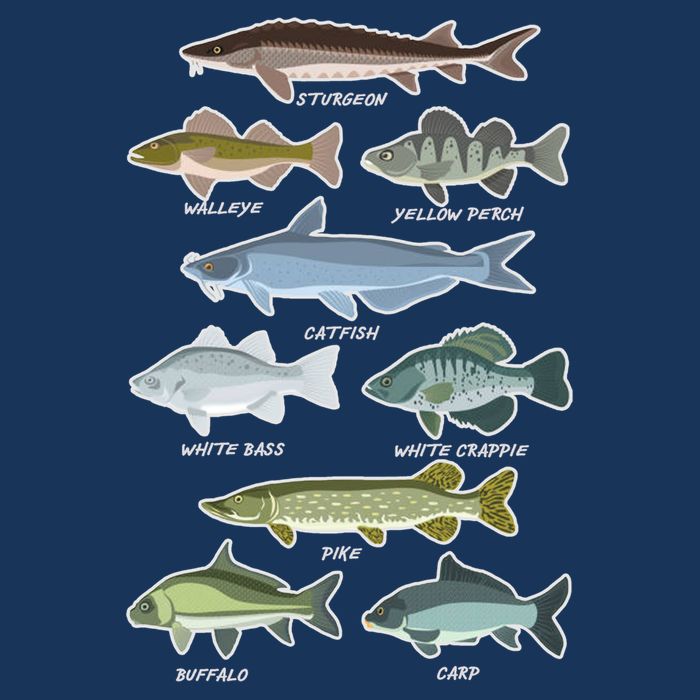 Freshwater Fish Types Fishing T-Shirt