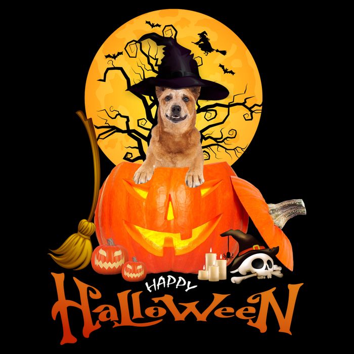 Funny Red Heeler Spooky Halloween Backpack