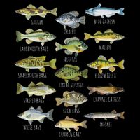 Fish Species Biology Types Of Freshwater Fish Fishing Flatbill Hat