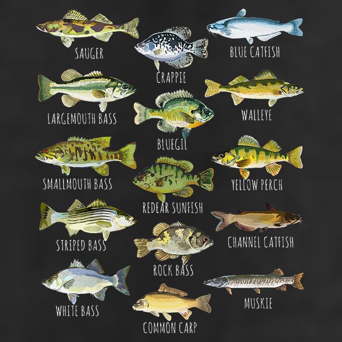 Fish Species Biology Types Of Freshwater Fish Fishing Hat