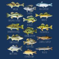 Fish Species Biology Types Of Freshwater Fish Fishing Womens T-Shirt