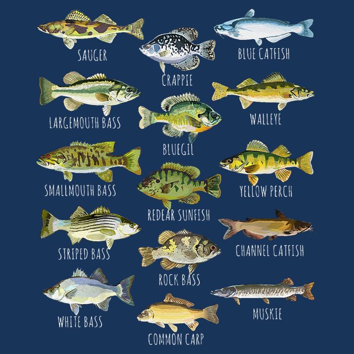 Fish Species Biology Types Of Freshwater Fish Fishing Womens T-Shirt