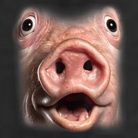 Funny Surprised Pig Face Meme Big Troll Hog Piggy Face 7 Panel Mesh Trucker Snapback Hat