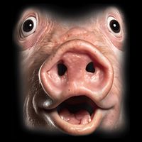 Funny Surprised Pig Face Meme Big Troll Hog Piggy Face Full-Length Apron With Pockets