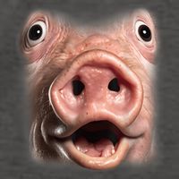 Funny Surprised Pig Face Meme Big Troll Hog Piggy Face Vector Backpack
