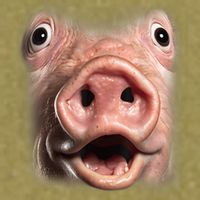 Funny Surprised Pig Face Meme Big Troll Hog Piggy Face Garment-Dyed Women's Muscle Tee