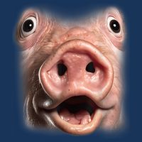 Funny Surprised Pig Face Meme Big Troll Hog Piggy Face Infant Baby Jersey Bodysuit
