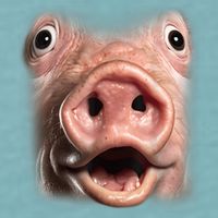 Funny Surprised Pig Face Meme Big Troll Hog Piggy Face Sueded Cloud Jersey T-Shirt