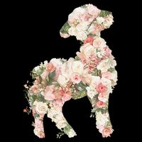 Floral Spring Women Flower Lamb Toddler Hoodie