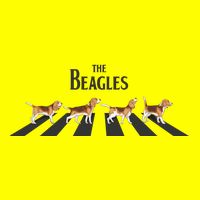 Funny The Beagles Album Spoof Womens T-Shirt