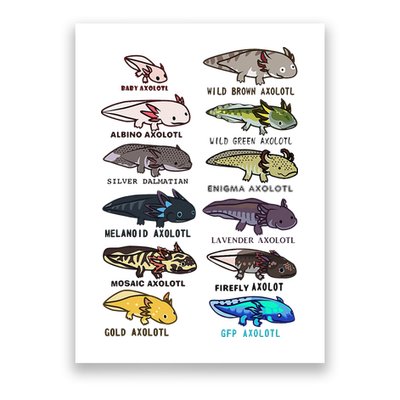 Funny Type Of Axolotls Funny Axolotl Lovers  Poster