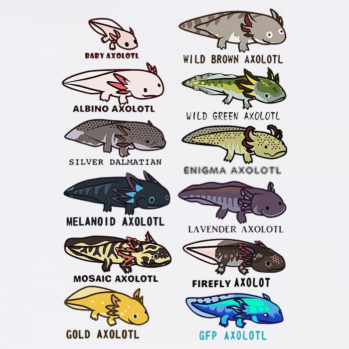 Funny Type Of Axolotls Funny Axolotl Lovers  Poster