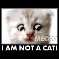 Funny I'm Not A Cat Zoom Lawyer Cat Meme Hoodie