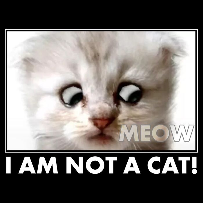 Funny I'm Not A Cat Zoom Lawyer Cat Meme Hoodie