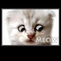 Funny I'm Not A Cat Zoom Lawyer Cat Meme Mug