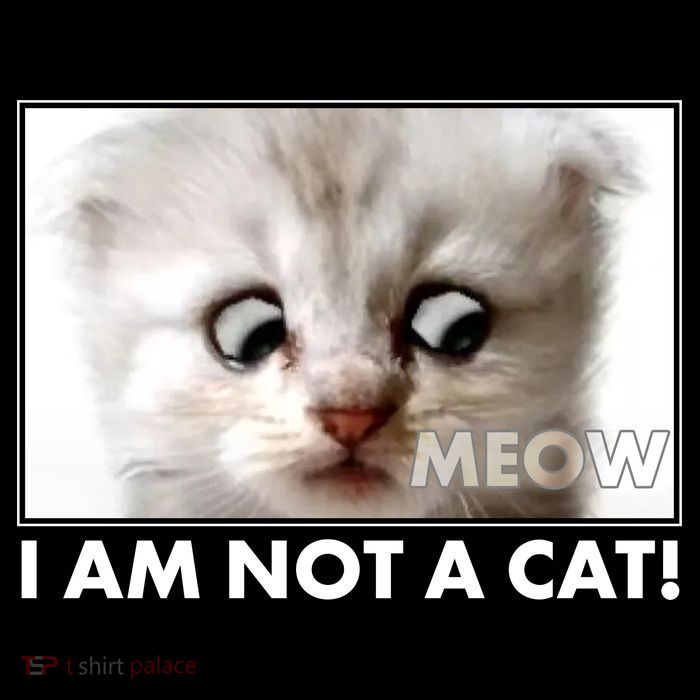 Funny I'm Not A Cat Zoom Lawyer Cat Meme Mesh Reversible Basketball Jersey Tank