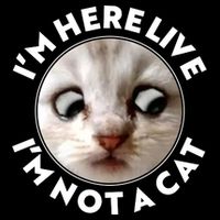 Funny Zoom Lawyer Cat Meme I'm Here Live I'm Not A Cat Sustainable Bucket Hat