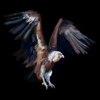 Flying Vulture Cooling Performance Crew T-Shirt
