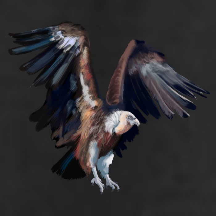 Flying Vulture 11oz C Handle Ceramic Mug