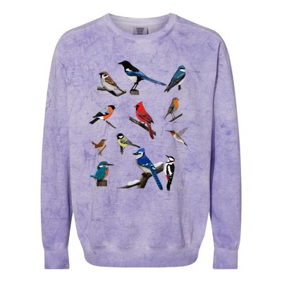 Garden Birds Cardinal Blue Jay Hummingbird Robin Wren Finch Colorblast Crewneck Sweatshirt