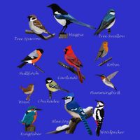 Garden Birds Cardinal Blue Jay Hummingbird Robin Wren Finch Womens T-Shirt