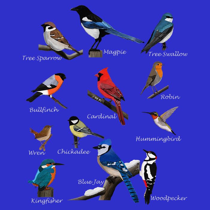 Garden Birds Cardinal Blue Jay Hummingbird Robin Wren Finch Womens T-Shirt