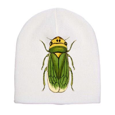 Green Cicada 2024 Short Acrylic Beanie