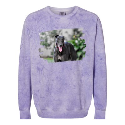 Greyhound Dog Lover Gift Colorblast Crewneck Sweatshirt