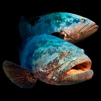 Goliath Grouper Fish Flexfit Unipanel Trucker Cap