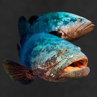 Goliath Grouper Fish Hat