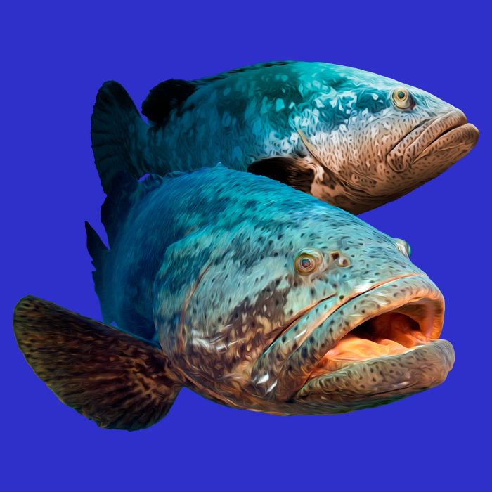 Goliath Grouper Fish Hoodie
