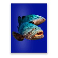 Goliath Grouper Fish Poster