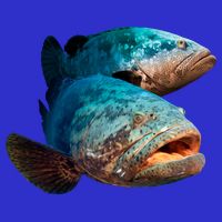 Goliath Grouper Fish Baby Bodysuit