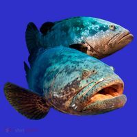 Goliath Grouper Fish Tank Top
