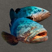 Goliath Grouper Fish Cotton Canvas Backpack