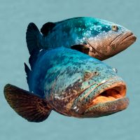Goliath Grouper Fish Sueded Cloud Jersey T-Shirt