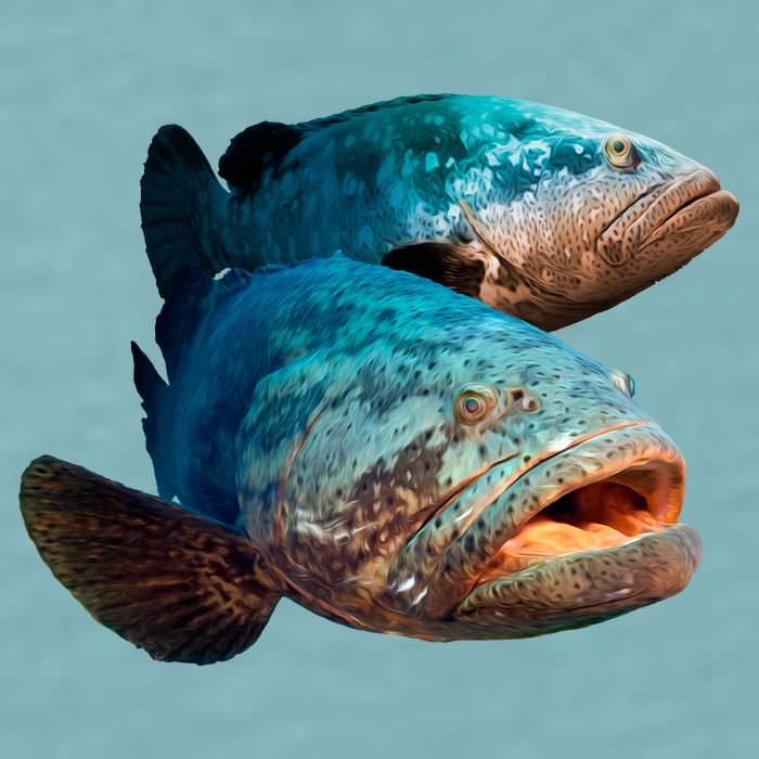 Goliath Grouper Fish Sueded Cloud Jersey T-Shirt