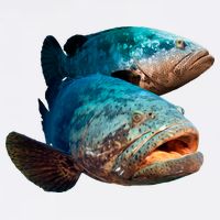 Goliath Grouper Fish Garment-Dyed Sweatshirt