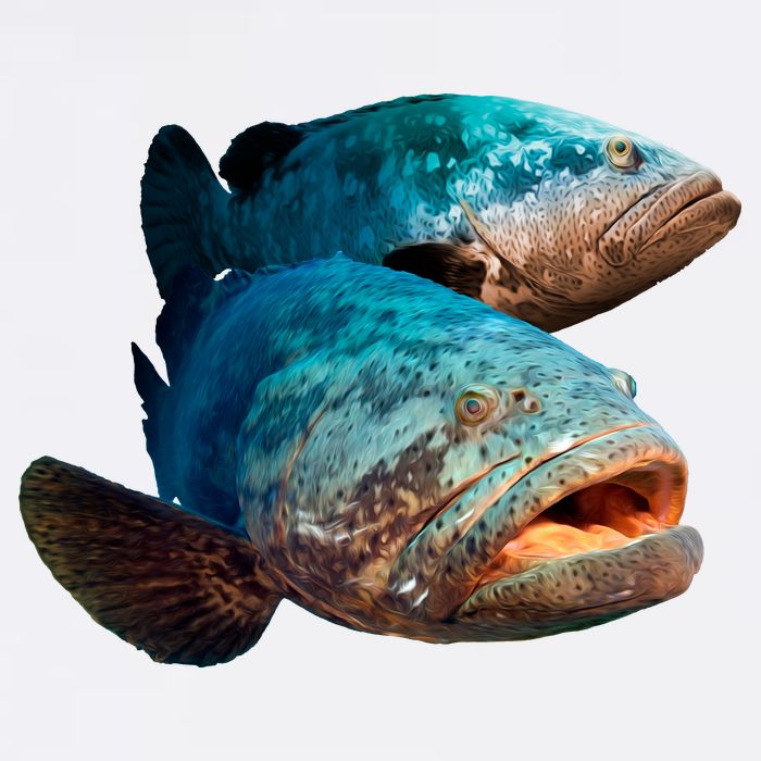 Goliath Grouper Fish Garment-Dyed Sweatshirt