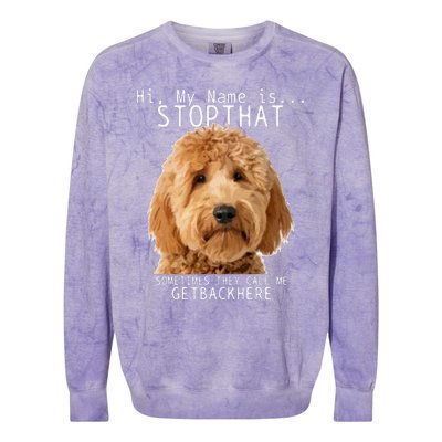 Goldendoodle Hi My Name Is Stop That Funny Dog Doodle Mom Colorblast Crewneck Sweatshirt