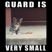 Guard Is Very Small Cat Funny Oddly Specific Dank Meme Sweatshirt