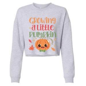 Growing Little Pumpkin Thanksgiving Pregnancy Announcet Gift Cropped Pullover Crew