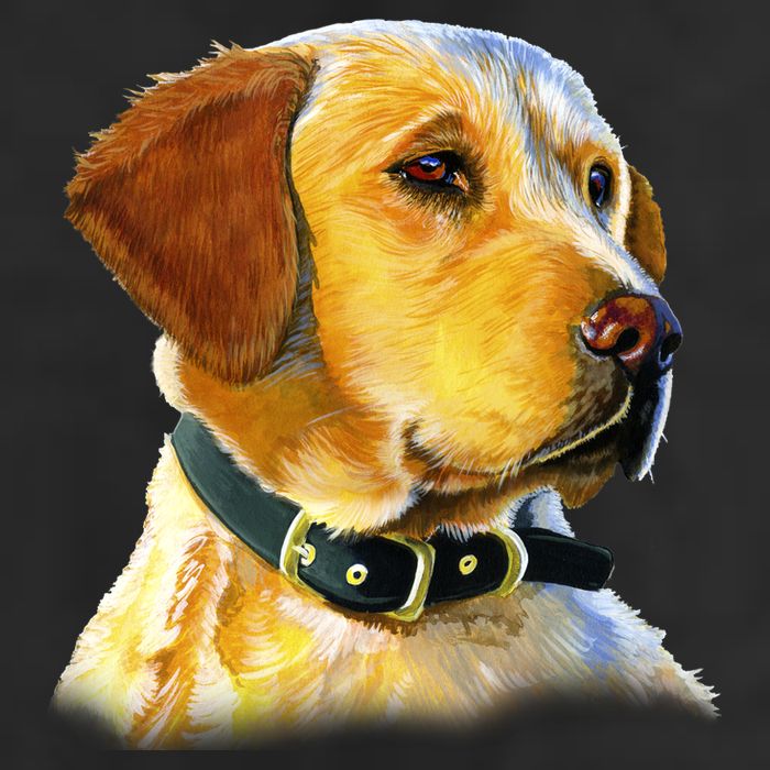 Golden Retriever Dog Portrait Adult Drive Performance Visor