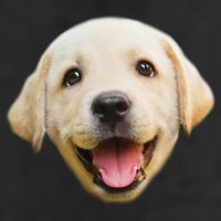 Golden Retriever Pup Face Cool Comfort Performance Bucket Hat