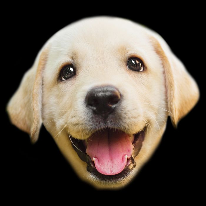 Golden Retriever Pup Face Drawstring Bag