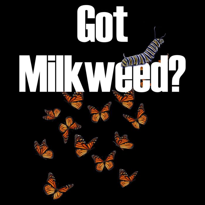 Got Milkweed? Flatbill Hat